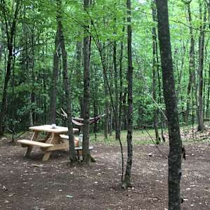 Wooded campsite