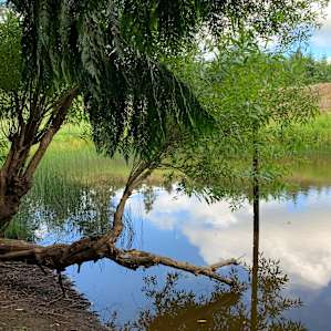 Grey Owl Hollow