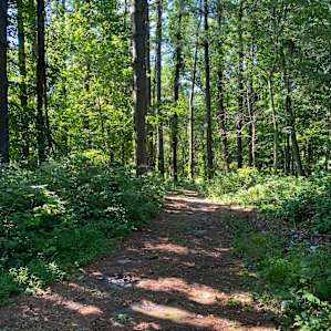 A walking trail connected our site to the greenhouse and barn near the entrance of the property
