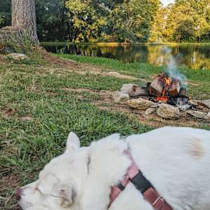 Dog friendly! :-)