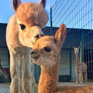 Camping with Goats and Alpacas