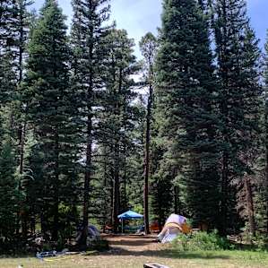 Beautiful trees everywhere