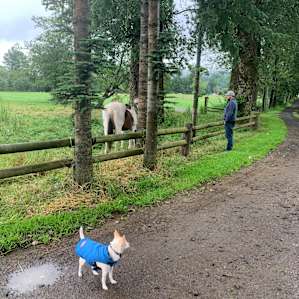 The horses greeted us