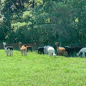 Alpaca Farm
