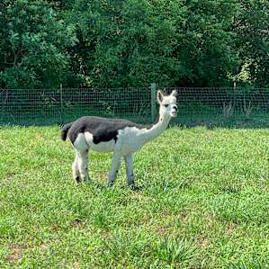 Alpaca Farm