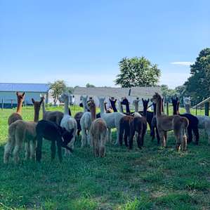 Alpaca Farm