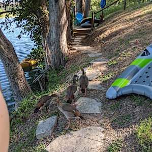 Visit from the ducks