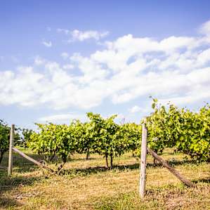 The vineyard is a beautiful setting for photos as the sun hangs low in the sky.