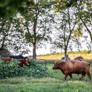 The bulls spend the day walking around their pasture eating and playing in the dirt.