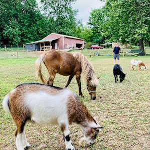 Very cute little guys, all very friendly and calm.