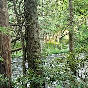 The Cabin on the Mongaup River