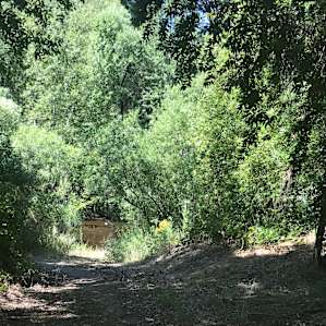 Short walk to the creek