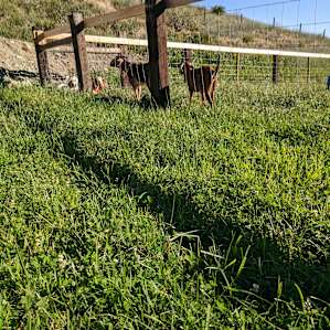 Goats relaxing in a fenced pasture.