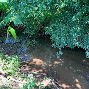 Creek behind the cottage