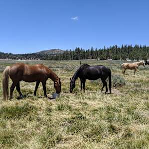 Holcomb Valley Ranch Campground