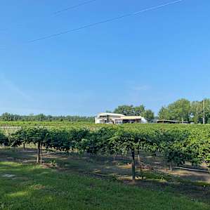 Camping in the Heart of the Winery
