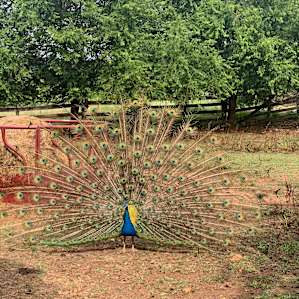 They have a beautiful peacock that roams the property.