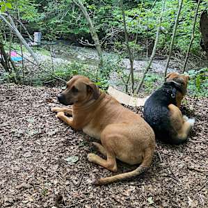 Our dogs absolutely loved the property