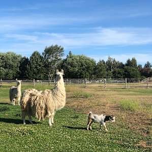 We were able to enjoy their farm and garden!