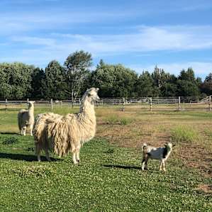 the farm