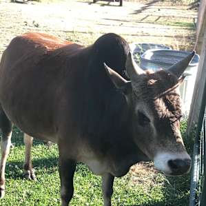 lefty the cow