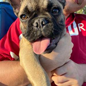 jefe the frenchie