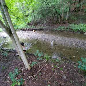 Share our forest retreat.