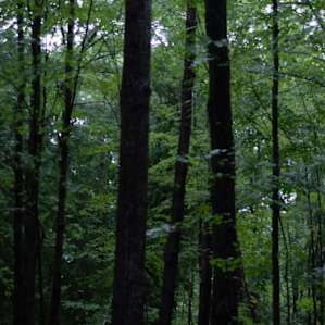The beautiful woods we explored and lived in for a weekend.