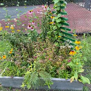 Pretty flowers around the camp.