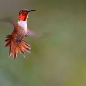 So many hummingbirds- bring a feeder and camera