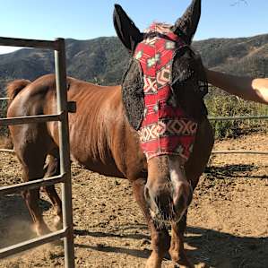 Pura Vida Springs Ranch
