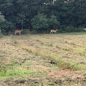 Early morning visitors
