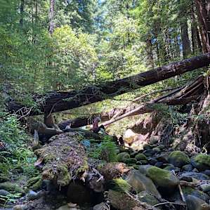 Exploring the creek