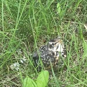 He was out side our trailer, hanging out. Love his face.