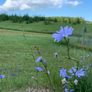 Dhaseleer Farm Camping