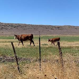 More cows than people, just how we like it!