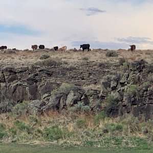 Cattle, living their best life on the open range.