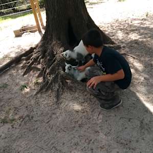 Goat House Farm Glamping