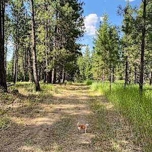 Dogs loved the area to sniff and explore