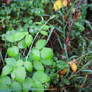 black raspberry bushes along the trail