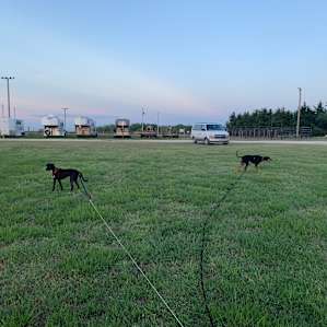 Basil and Moose exploring the area around the campsite