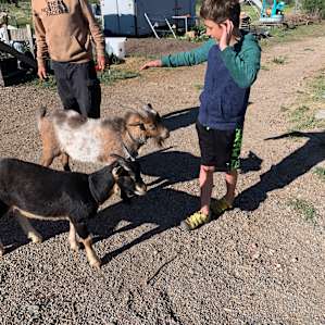 The kids liked feeding the goats.