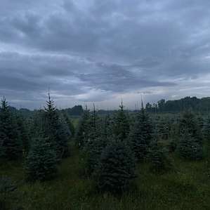 Pioneer Trails Tree Farm