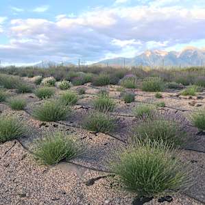 Her lavender field right at the beginning of Harvesting time.