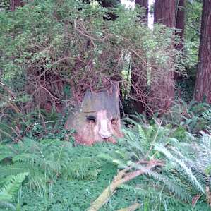 Redwood Cathedral Treehouse