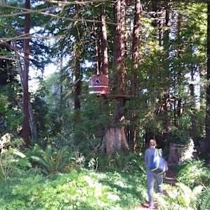 Redwood Cathedral Treehouse