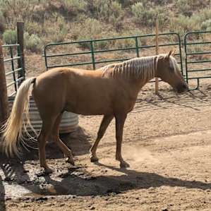 One of Debra's adorable horses.