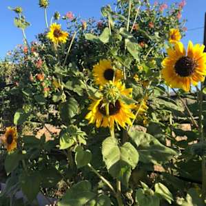 The flower gardens on the side of the riding arena.