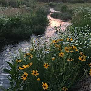 They have a small stream on their property and tons of lush flowers and vegetation