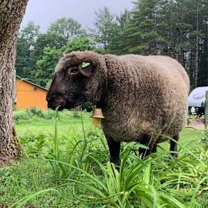 Vermont Farm Animal Rescue